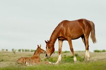 「親と一緒は想像以上に重要」母親から引き離した仔馬は脳の配線が悪化すると判明