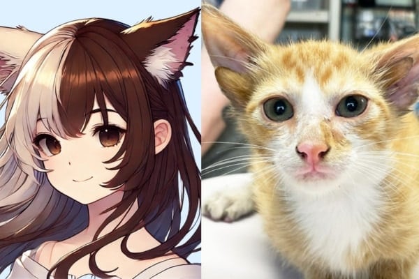 ケモ耳キャラの耳が4つあるのはダメなのか?実はネコは遺伝子疾患で耳が4つになる