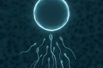 精子の品質検査を乗っ取り「ライバル精子だけ不良認定させる」仕組みを解明