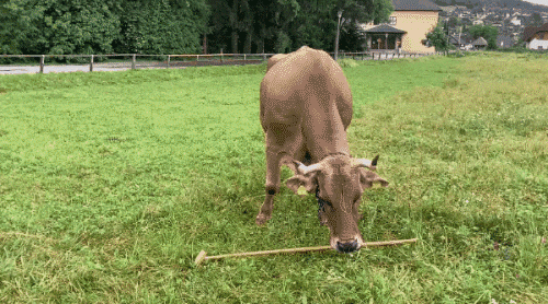 デッキブラシを孫の手として使っている牛