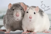 のど飴成分が糖尿病ラットの血糖値低下と筋力改善に効果を示した