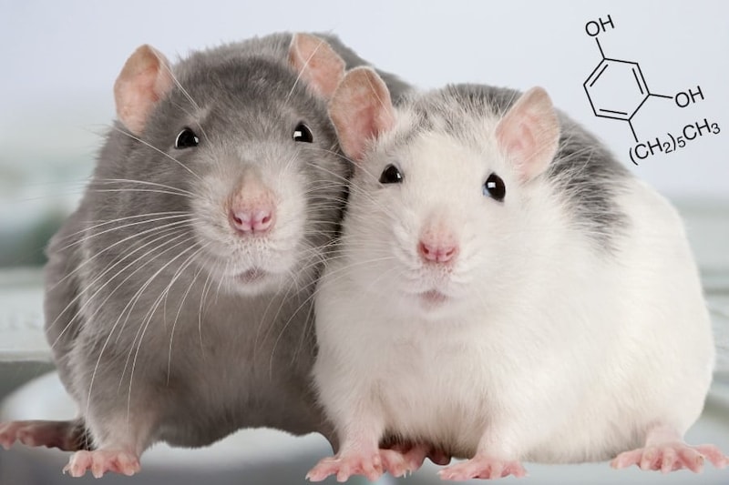 のど飴成分が糖尿病ラットの血糖値低下と筋力改善に効果を示した