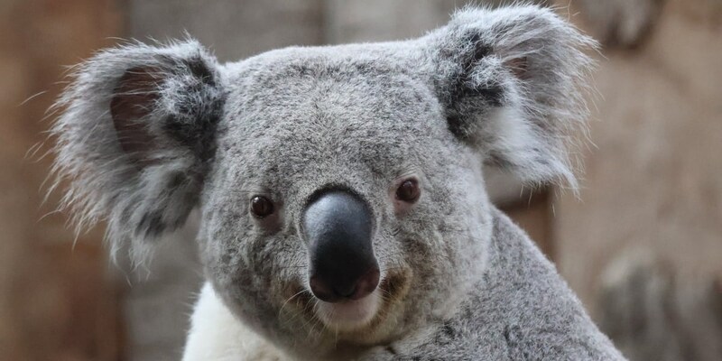 コアラが増えすぎて森が死ぬ？ 南オーストラリアのコアラ避妊計画