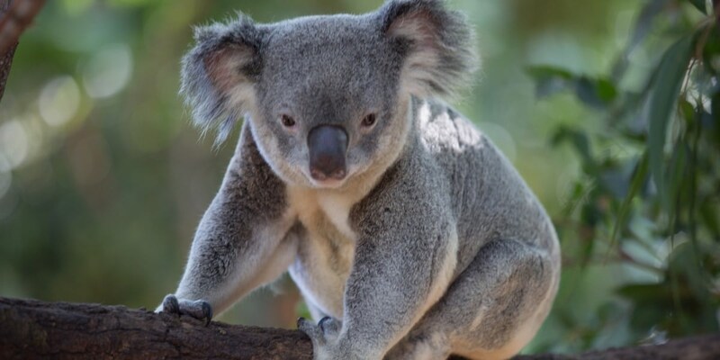 コアラが増えすぎる事態が起きている