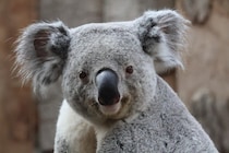 コアラが増えすぎて森が死ぬ？ 南オーストラリアのコアラ避妊計画