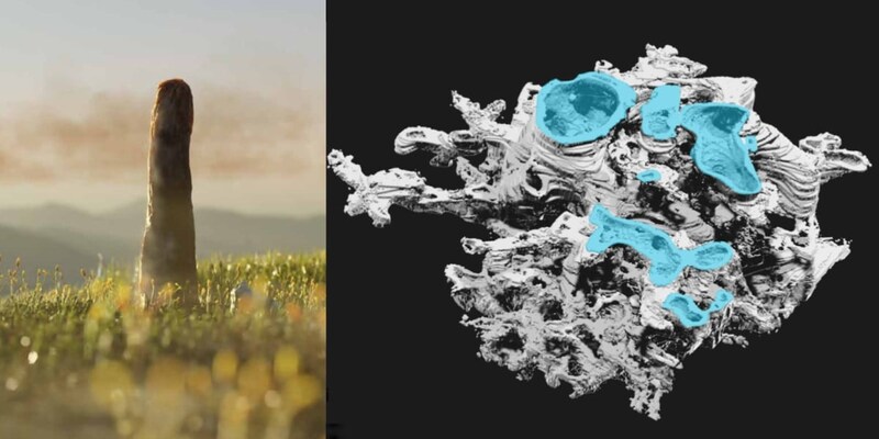 4億年前の巨大キノコ、内部構造と成分を分析したら「植物でも菌でもない何か」だった