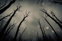 「ゾンビ」と名付けられた木、新種だが絶滅危惧種だった