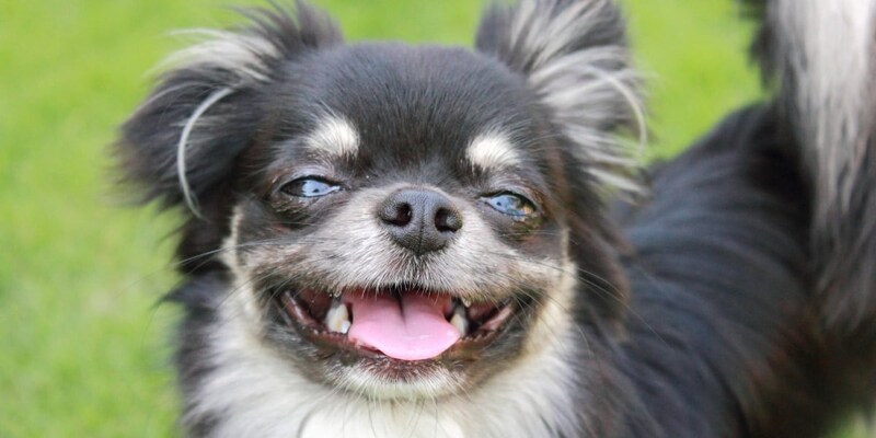 犬の喜び顔を科学する