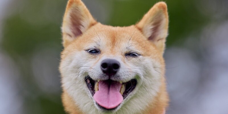 【東大】犬の喜び顔は「オス8種・メス4種類」あることを発見