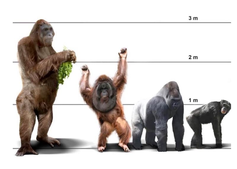 左端がギガントピテクス。現生する霊長類との比較