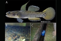 【ドブからお宝】マレーシアの町の側溝で「新種のハゼ」を発見