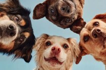 犬の気質を知りたいなら「唾液」をチェックすべき理由