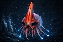 新種の深海生物を28種発見、なぜかVHSテープも