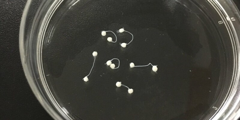 脳オルガノイドを神経で繋ぐ