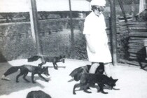 【ソ連の家畜化実験】従順な個体を選び続けたら、「見た目」に衝撃の変化が起きた