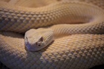 ヘビが1年間「何も食べず」に過ごせる理由が判明