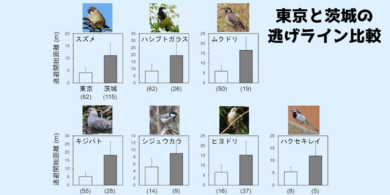 東京のスズメは大胆だった