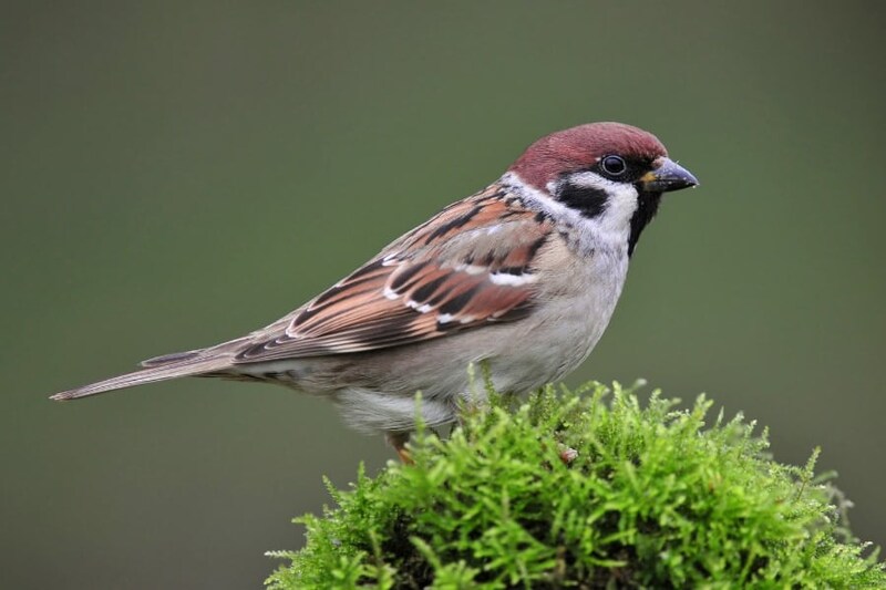 東京のスズメは大胆だった――逃げラインは東京4.2m、茨城11.1m