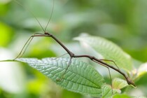 オスは不要⁈ 交尾しても「オスの遺伝子が受け継がれない」ナナフシの不思議