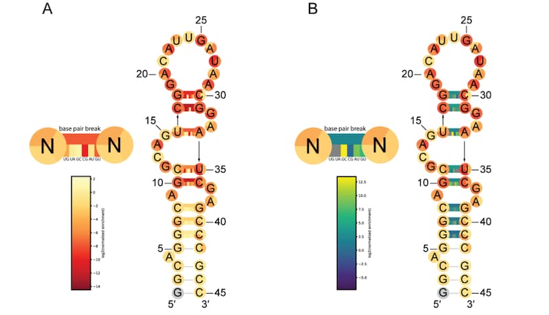 「QT45」は自分で特定の構造をとり、その構造が「自分をコピーできるコピー機」としての機能を獲得する