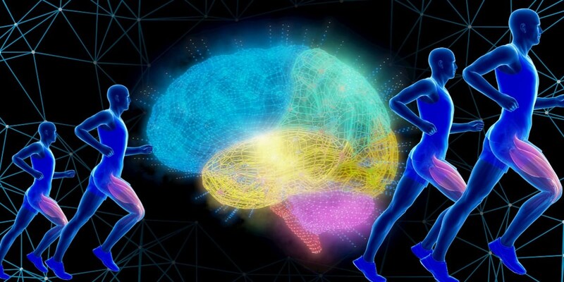 持久力=筋肉の時代は終わり?燃料管理センターとしての脳