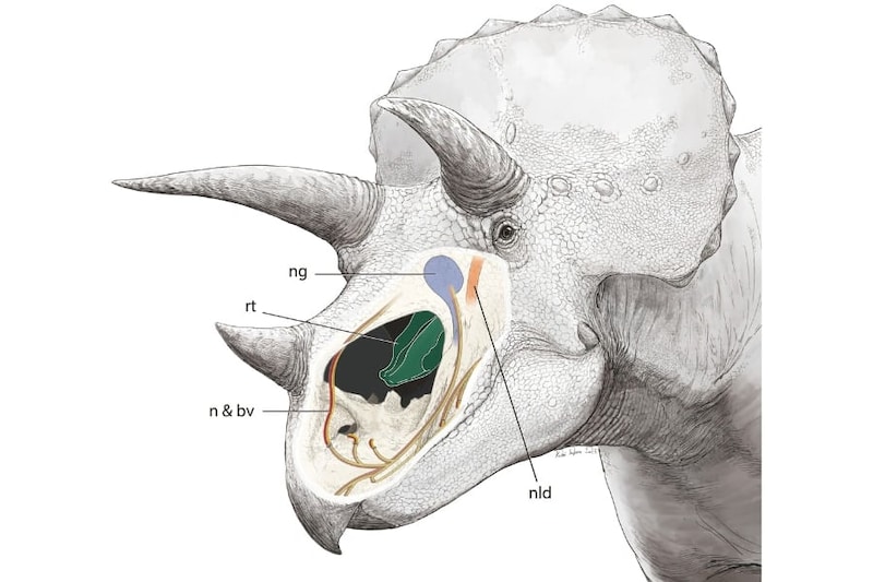 トリケラトプスの巨大な鼻は「脳のラジエーター」として機能していた