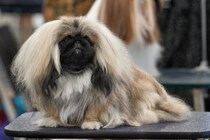 呼吸障害の発症リスクが高い「12の犬種」が判明