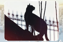 北欧で自然発生した猫の”新毛色”「サルミアッキ」が登場！【どんな柄か予想してみよう】