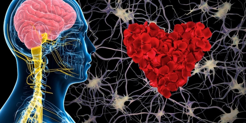 ガチ恋している人の血液は脳を育てる成分が多い