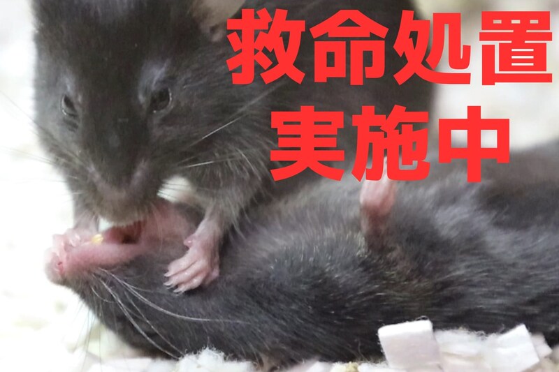 マウスも意識を失った仲間を見ると「救命処置」を施す
