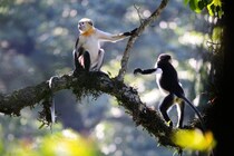 【青い顔＆タラコ唇】絶滅危機にある「稀少なサル」に復活の兆し