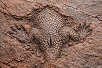 約3億年前の「世界最古のお尻の穴」の化石を発見