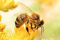 受粉を担う「蜂」は2万6000種いる可能性【専門家が足りない】