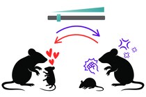 父親マウスを「世話好き」か「虐待者」に傾ける脳内スイッチを発見