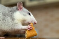 父親ラットが運動不足だと「雌が生まれやすく」、精子の運動性も低下