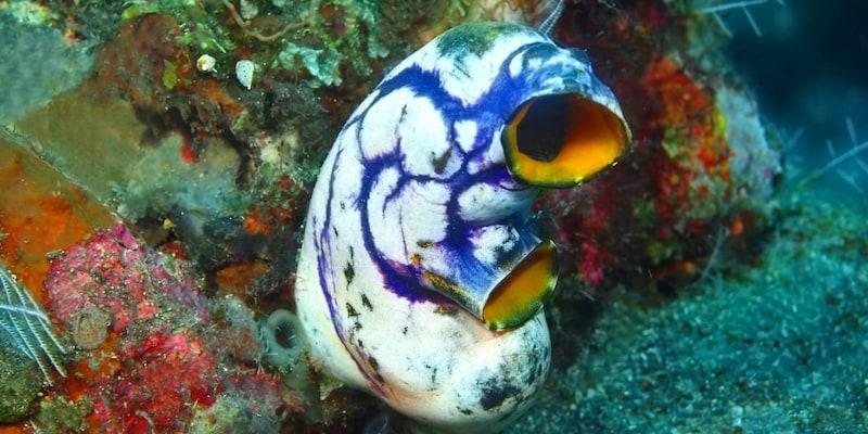 脳を捨てて生きるホヤ、その人生最大の決断はどこで下される?