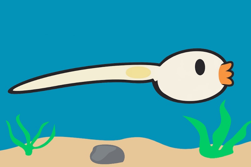 海のオタマジャクシ、タウリンの匂いで変態していた