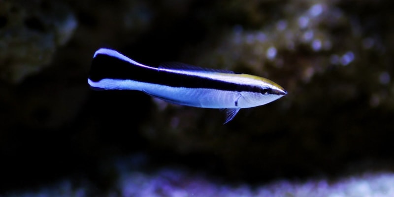 「これが自分」の意識はいつ芽生えたのか？