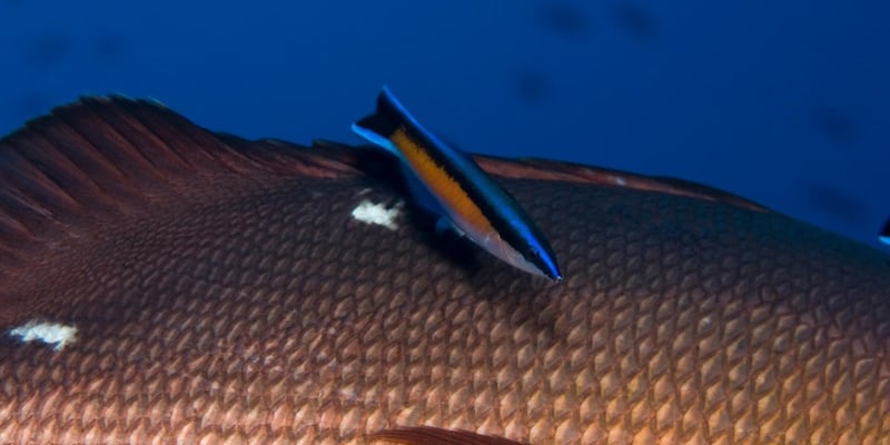 自己意識の起源は4億5千万年前の魚だったかもしれない