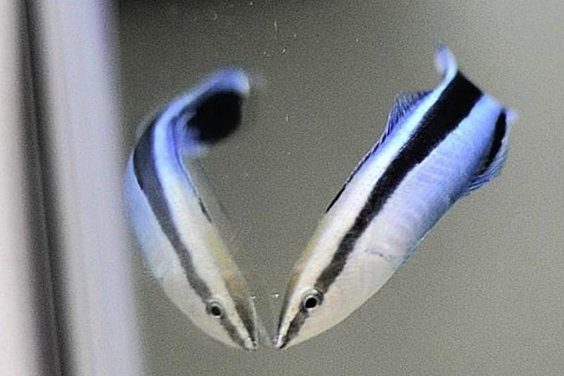 鏡を渡したら魚が30分で「自分いじり」を始めた