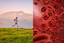 高地では赤血球が糖を吸収し、糖尿病を予防する