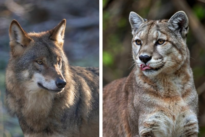 狼とピューマ、2種の「頂点捕食者」は成立する？”ある方法”で共存していた