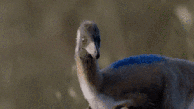 「一度きりの小型化」ではなかった恐竜たち