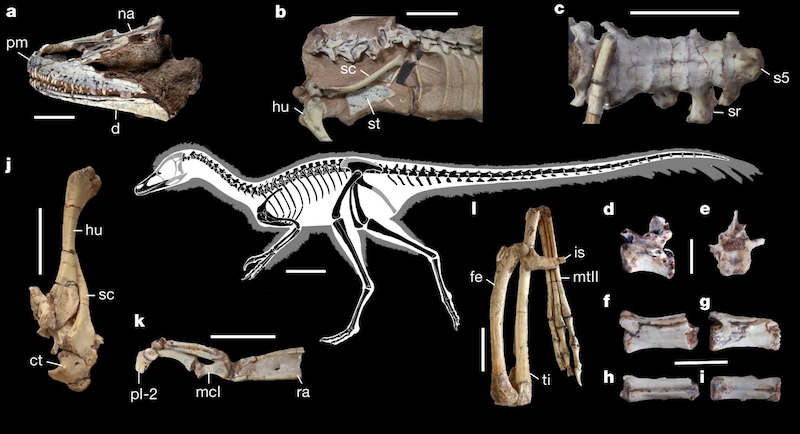 鶏よりも軽いミニ恐竜は何を食べていたのか？