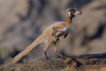 鶏よりも軽い小型の肉食恐竜が白亜紀にいた――何を食べていたのか？