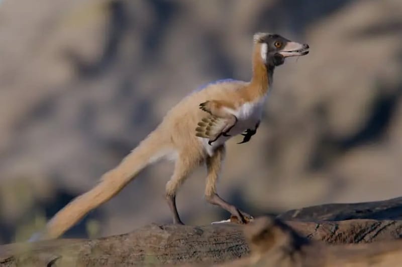 鶏よりも軽い小型の肉食恐竜が白亜紀にいた――何を食べていたのか？