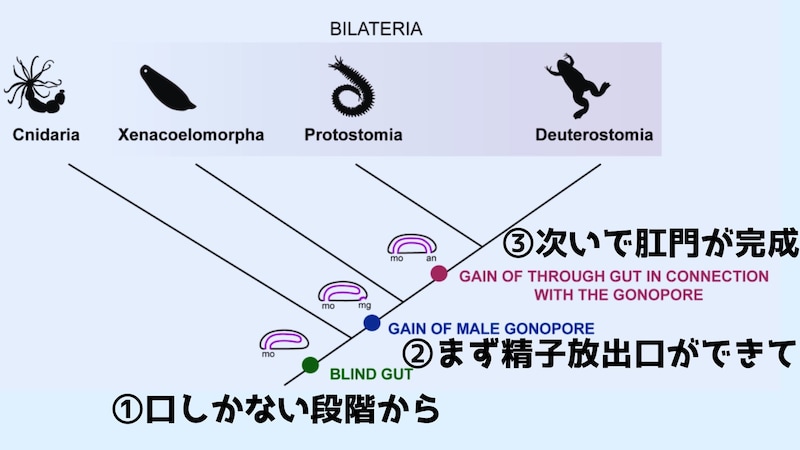 肛門は「精子を放出する穴」から進化した可能性がある