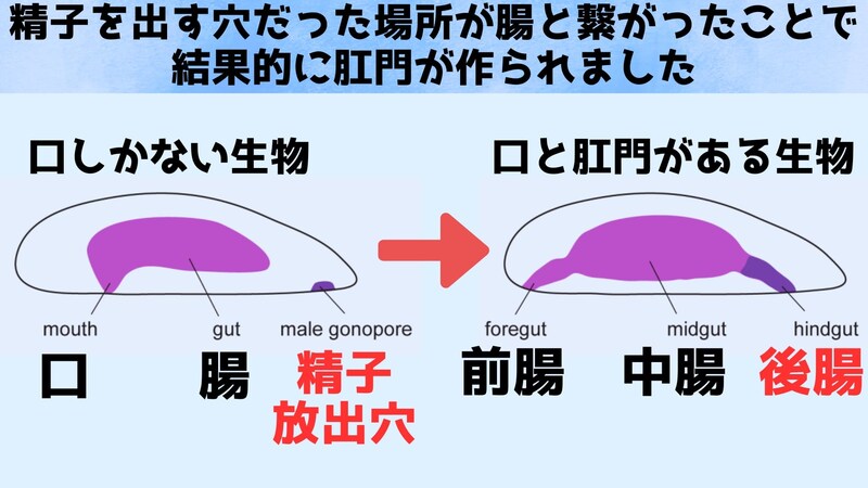 肛門は「精子を放出する穴」から進化した可能性がある