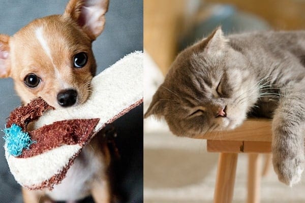 飼い主が困っているとき犬は助けようとするが、猫は利益にならない限り助けない