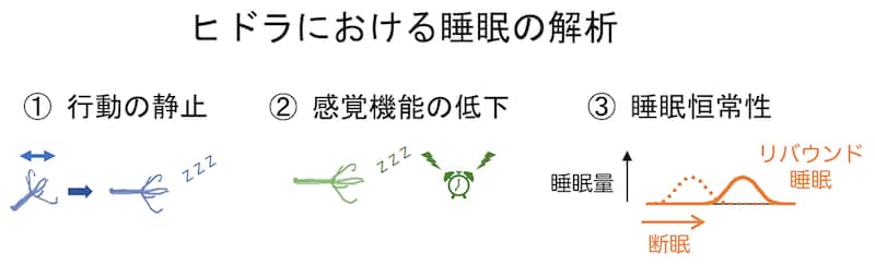 睡眠様状態がヒドラにも存在しているのかどうかを調べる